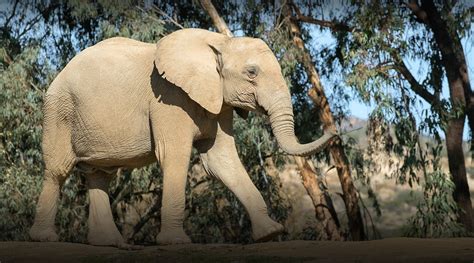 San Diego Zoo Elephants