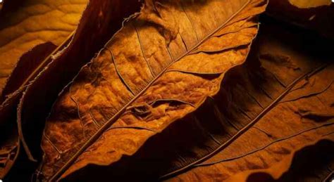 Tobacco Leaf Manufacturer and Global Exporter | Sopariwala