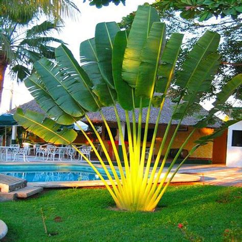 20 Seeds Perennial Plant Palm Tropical Cycas Seed Garden Rare Tree ...