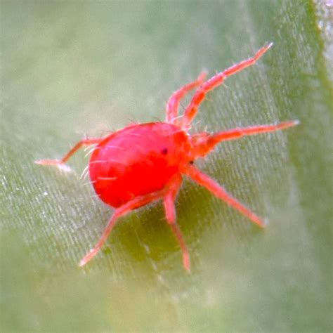 Red Spider Mites – Ignition Seed Company