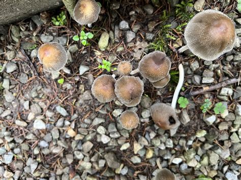 Coprinellus micaceus: The Ultimate Mushroom Guide + Recipe