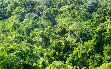 Rainforest 的图像结果