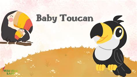 Baby Quail 101: What They Look Like, Eat, and How to Help Them Thrive