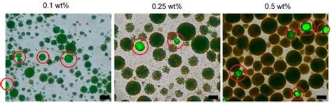 Influence of the Triglyceride Composition, Surfactant Concentration and ...