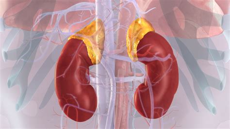 Adrenal Glands(Suprarenal Glands): Functions and Disorders