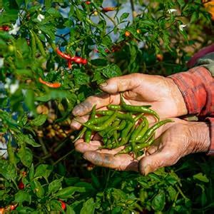 Parle Ropvatika Chilli Farming Essential Liquid Fertilizer 500gm ...
