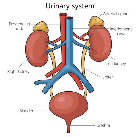 Understanding the development of the urinary tract before birth - Kidney Research UK