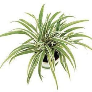 Plants Point Spider Plant Price in India - Buy Plants Point Spider ...