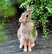 Image result for What to Give to Baby Wild Rabbit