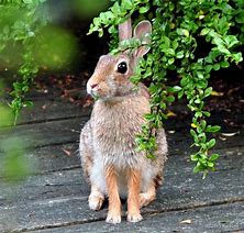 Image result for Wild Rabbit Eyes