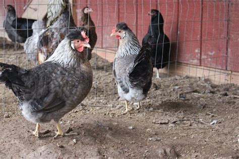 Crested Cream Legbar Chicks - Chicken Scratch Poultry