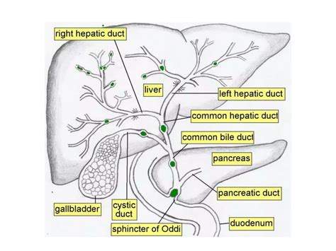 Radiological anatomy of hepatobiliary system | PPTX