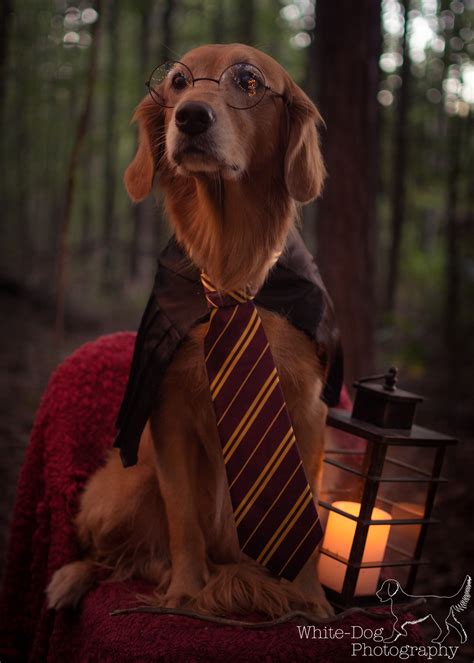 Harry Potter Dog Costume