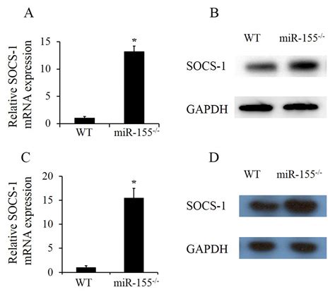MicroRNA-155 Participates in Smoke-Inhalation-Induced Acute Lung Injury ...