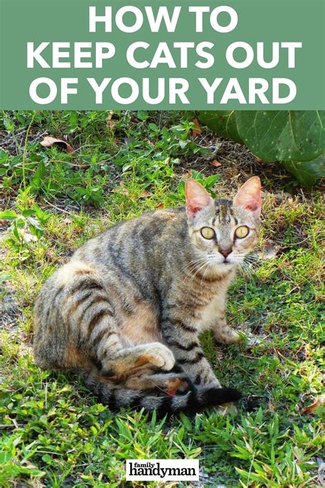 how do i keep cats out of my houseplants