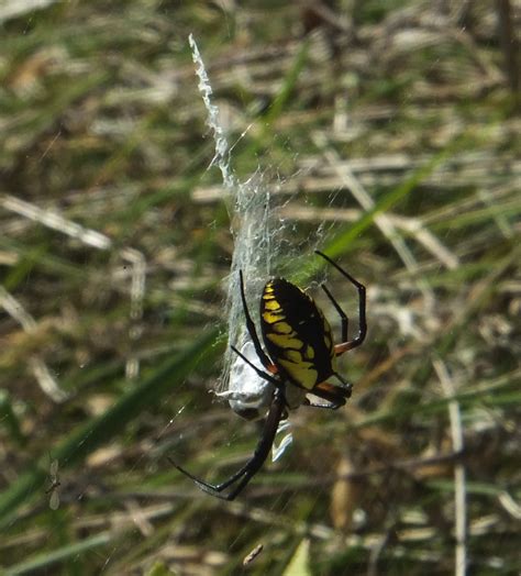 Roadside Field Notes: Grasshoppers