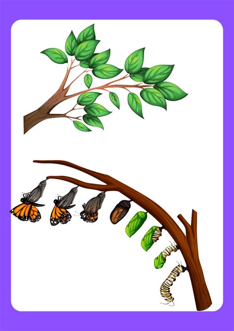 Flashcards: Life Cycle of Butterfly Video Lecture - Science for Class 4