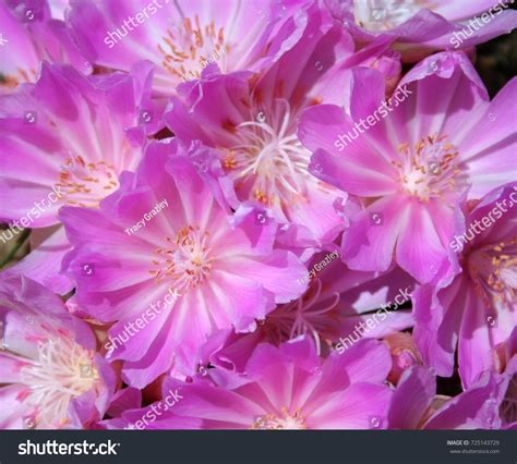 Bitterroot Flower Background Images: Browse 62 Stock Photos & Vectors ...