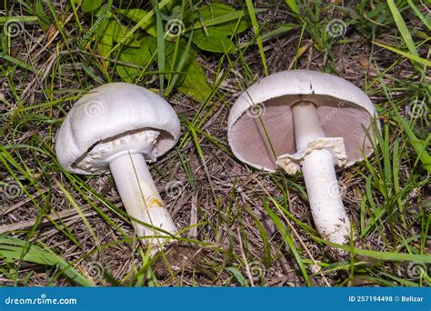 Field or Meadow Mushroom in the Grass Stock Photo - Image of natura, edible: 257194498