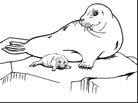 Cute Seal Coloring Pages
