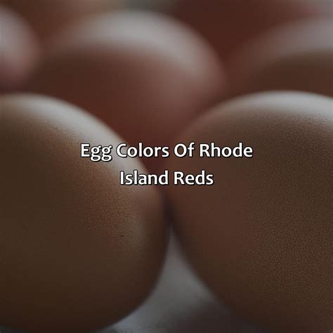 What Color Eggs Do Rhode Island Red Hens Lay at Elizabeth Hood blog