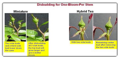 Index of /horticulture