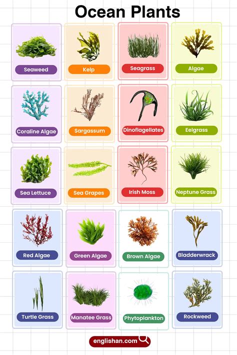 Ocean Plants Names in English with their Pictures