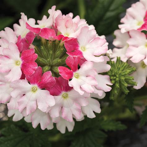 Perennial Trailing Verbena Lanai Blue