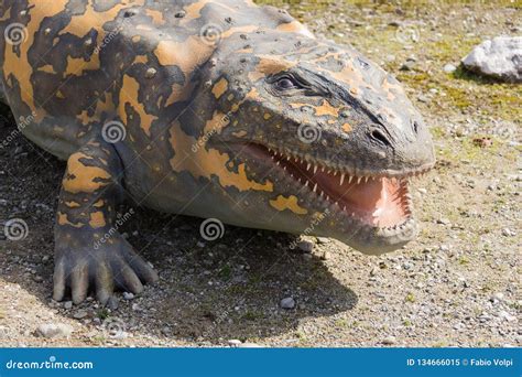 Toy Lizard/Dinosaur Stock Image | CartoonDealer.com #32876275