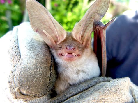 Antrozous pallidus | Weird animals, Cute bat, Bat species