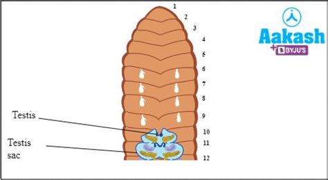 Reproductive System of Earthworm in Biology: Definition, Types and ...