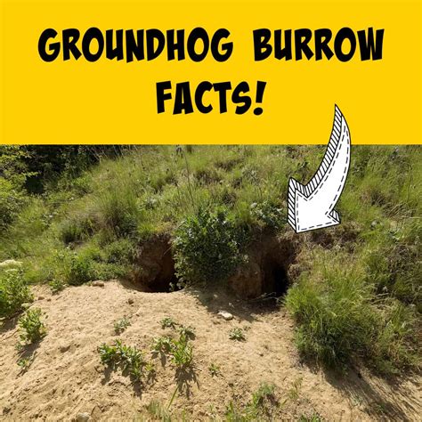 Groundhog Burrows: Everything You Ever Wanted to Know! - Squirrels at ...