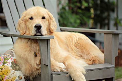 What is the Average Golden Retriever Lifespan? | Superb Dog