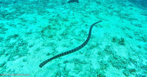 Image result for Python Flowchart for Fibonacci Sequence