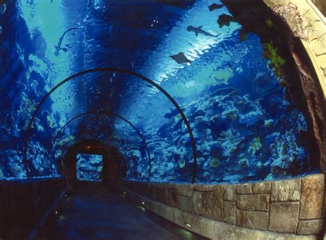 Shark Reef at Mandalay Bay, las vegas, United States Of America - Top ...