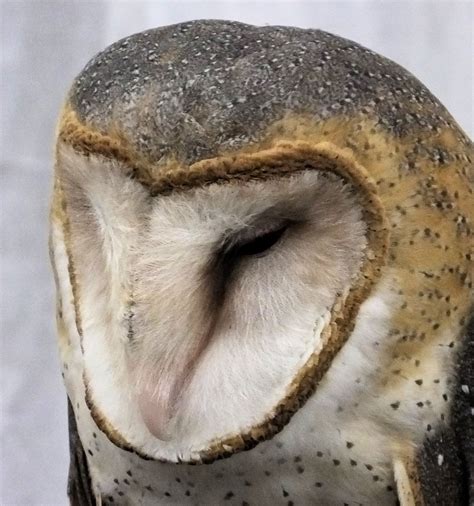 FL Schlagle Library / Davis Hall Eagle Days - Operation Wildlife