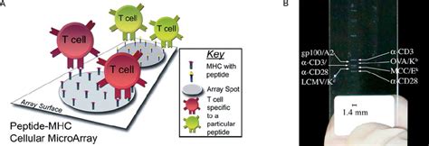 Image result for Cellular Microarray