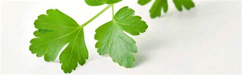 Wiberg herbs freeze-dried | GOURMET VERSAND Online Shop
