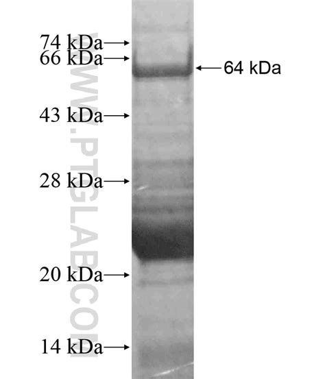 KCNQ1 Fusion Protein Ag17951 | Proteintech