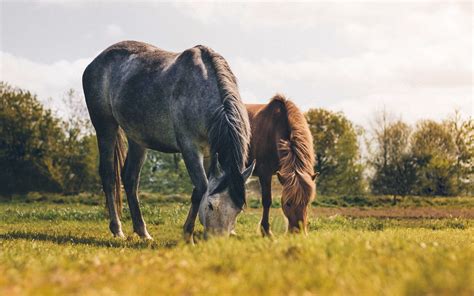 Horse Eating Apple From Tree