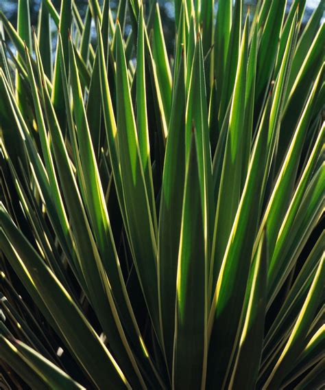 Best plants for sandy soil: 9 expert-recommended species | Homes and Gardens