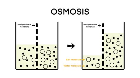 osmosis, Solvent passing through the semipermeable membrane from the ...
