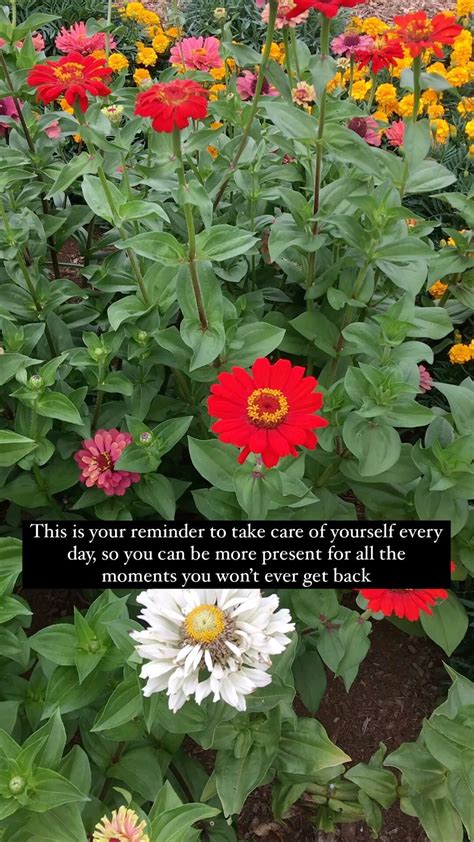 Homeschool ELA curriculum — Prairie & Pine Homeschool Curriculum