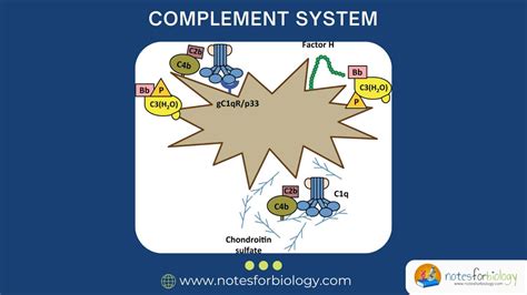 Image result for Complement System Biology