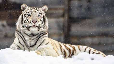 White Tiger In Snow Wallpaper