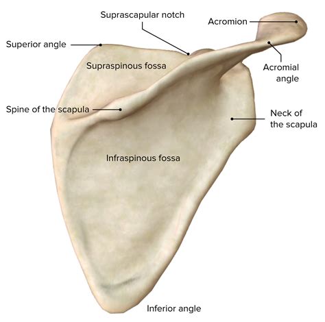 Scapula Bone Labeled Lateral View at Michael Harbour blog