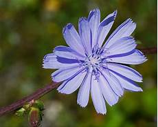 fiori di bach menopausa fiori di bach in menopausa chicory menopausa fiori di bach menopausa fiori di bach in menopausa chicory menopausa