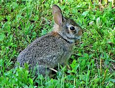 Image result for Midwest Cottontail Baby