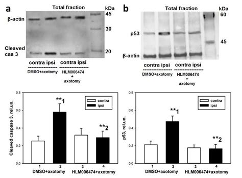 E2F1 Expression and Apoptosis Initiation in Crayfish and Rat Peripheral ...