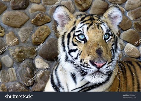 Tiger Eye Color Blue Stock Photo 97546043 - Shutterstock